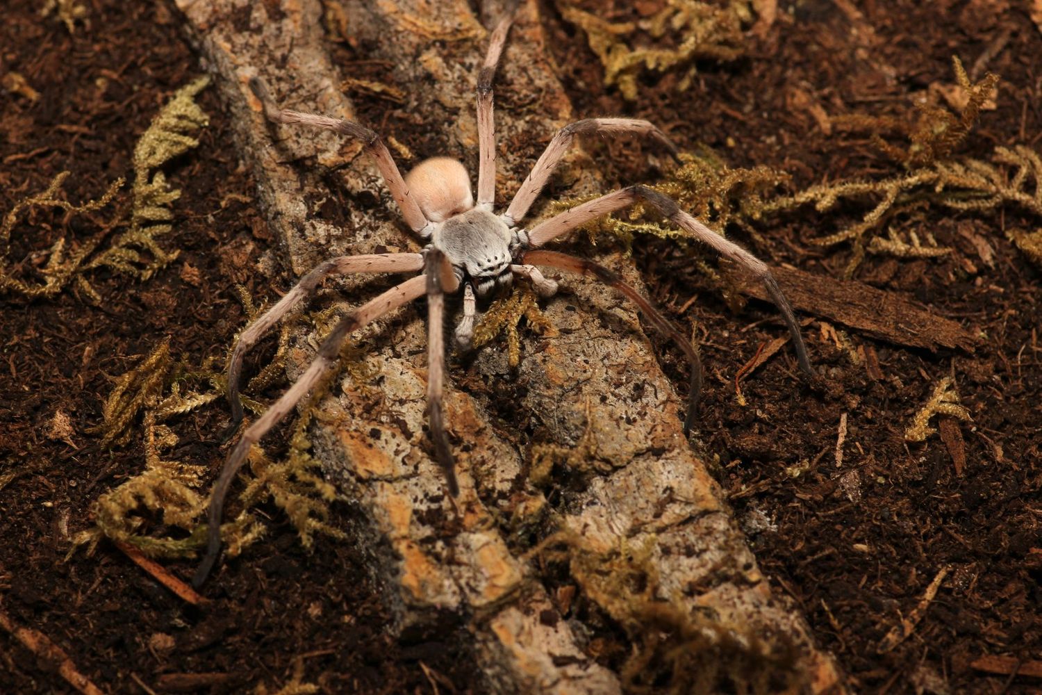 Cerbalus aravaensis 2-3" Egyptian huntsman