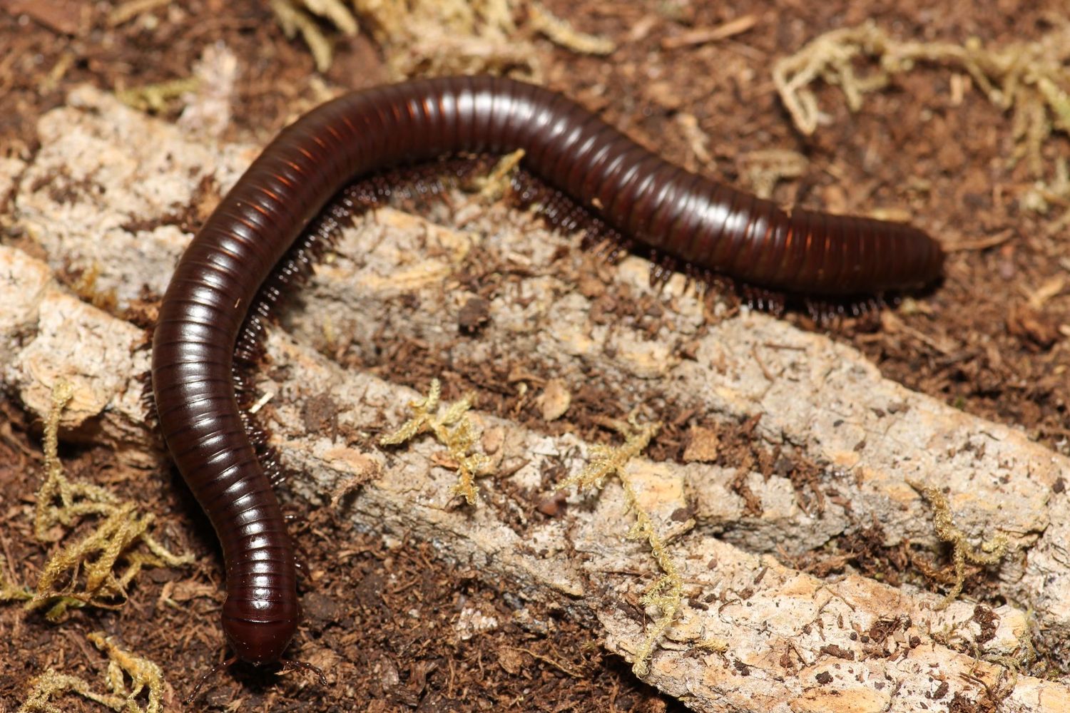 Orthoporus ornatus 'Chocolate 5-6" Desert millipede