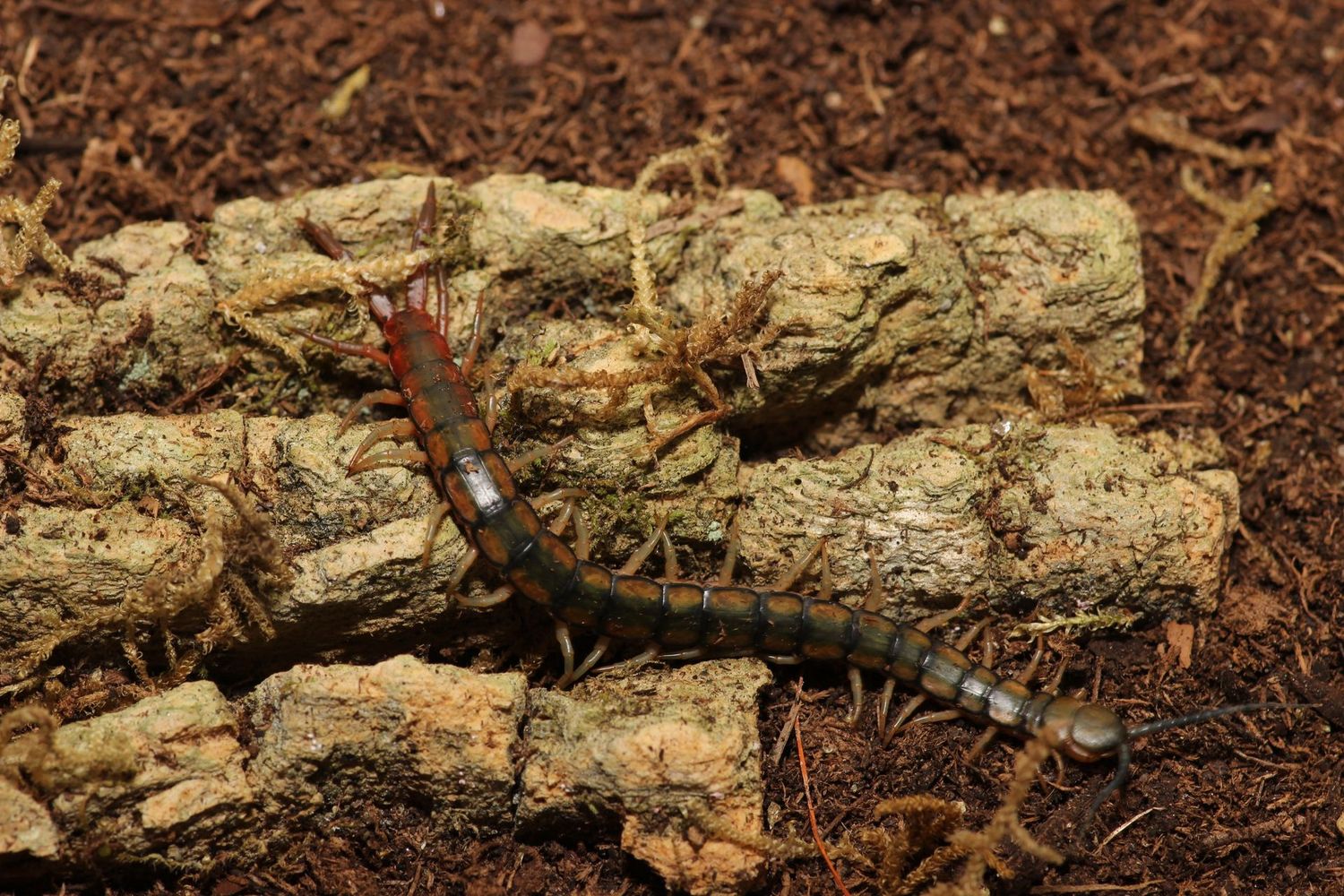 Scolopendra cingulata 3" Indian rainbow centipede