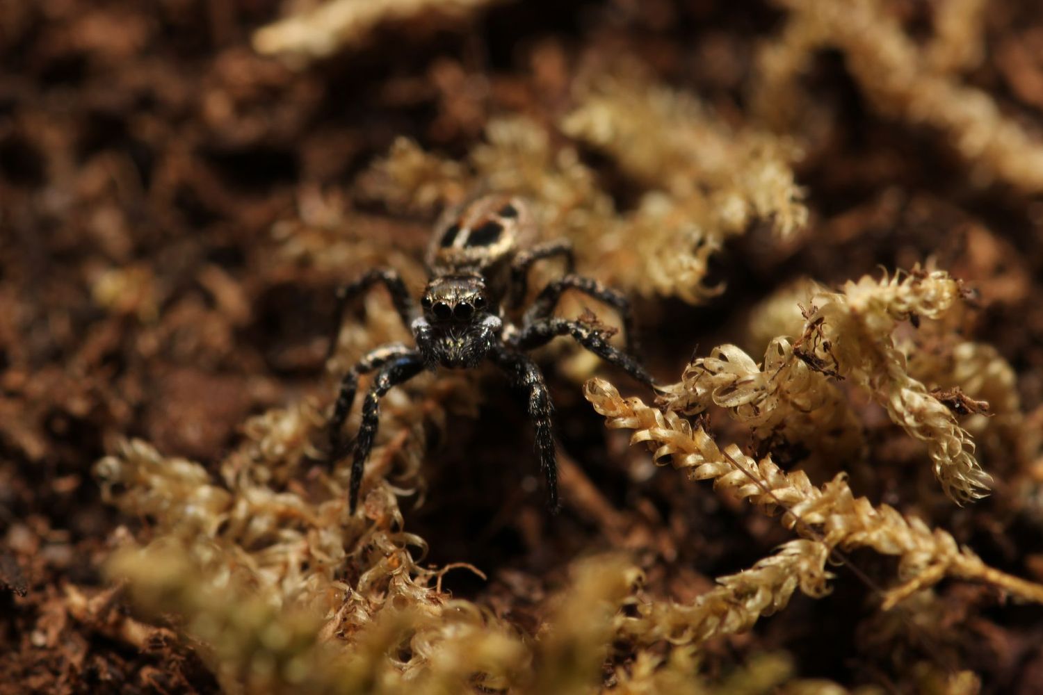 Anasaitis canosa 1/8-1/4" Twin flagged jumping spider