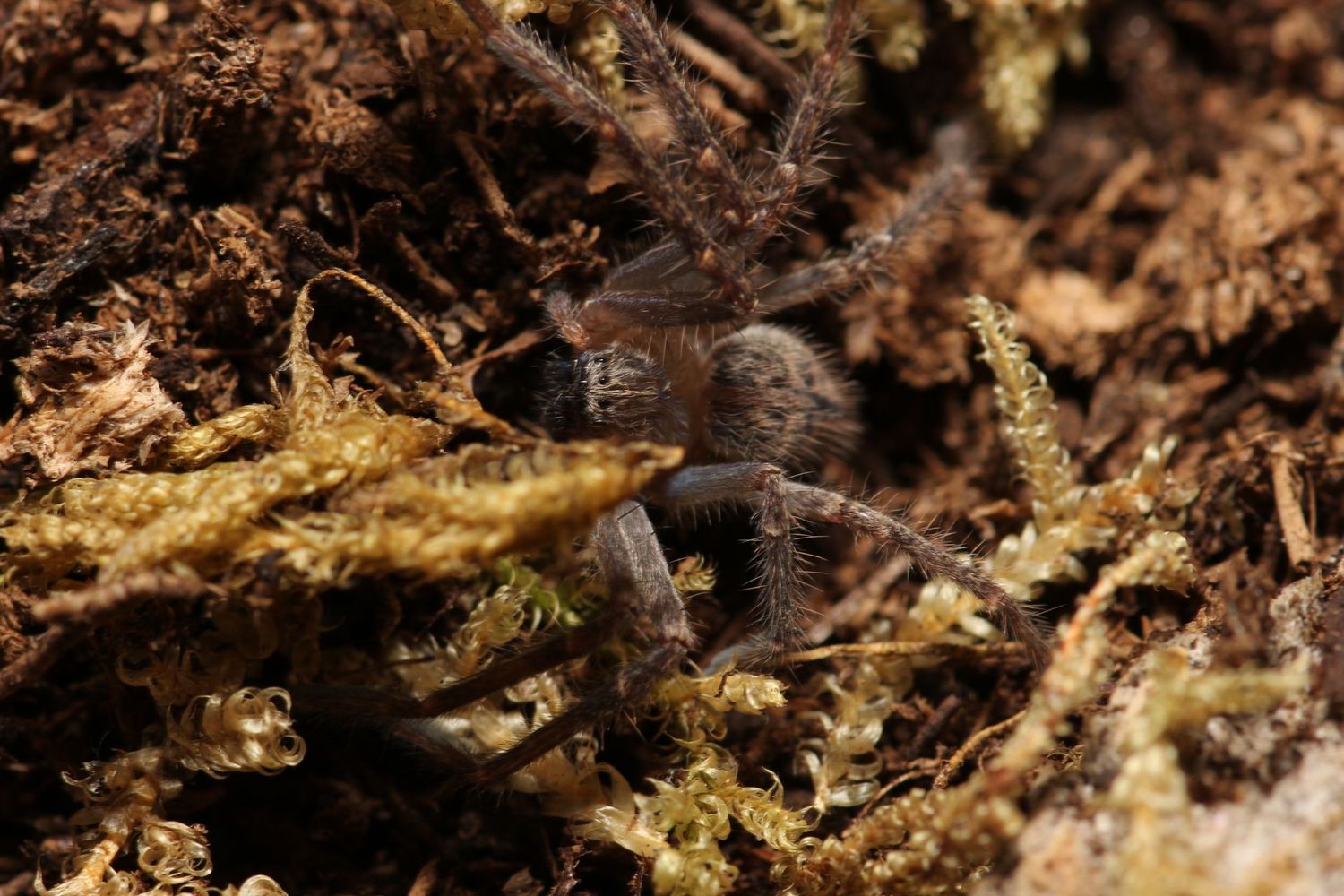 Olios giganteus 1/4" Giant crab spider