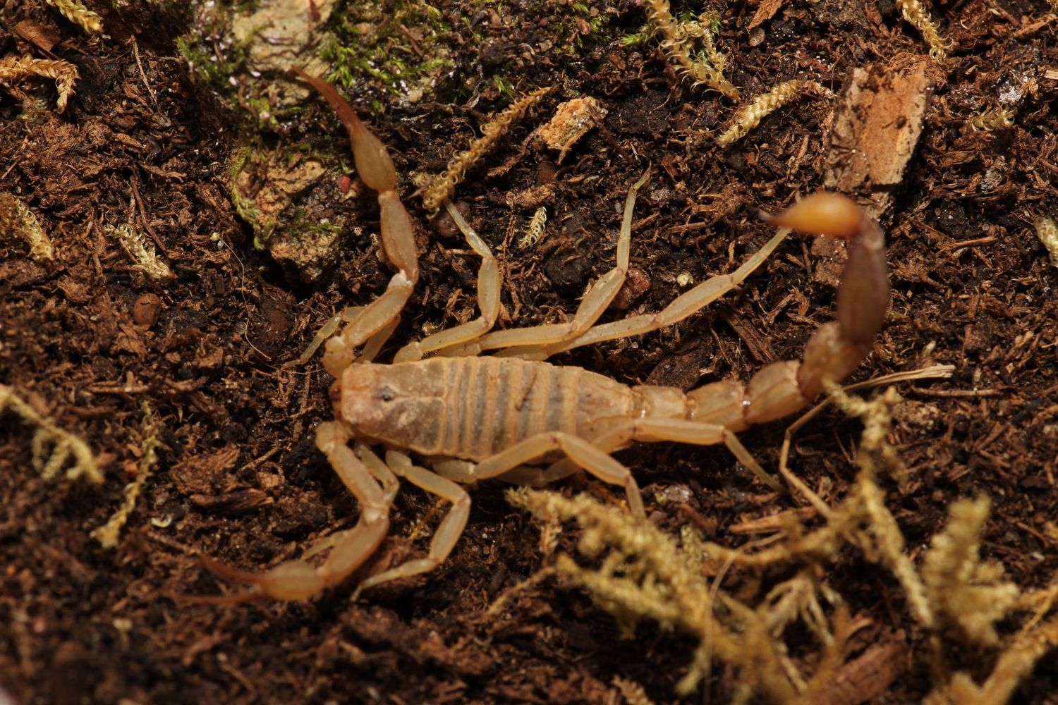 Hoffmanius spinigerus 'Sub adult-Adult' / Striped devil scorpion