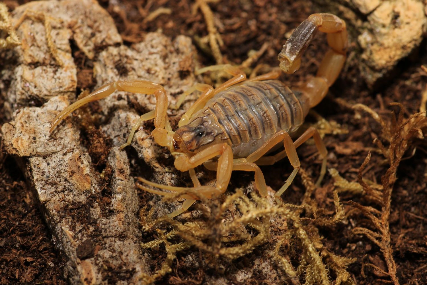 Leirus quinquestriatus 'Sub adult-Adult' / Deathstalker