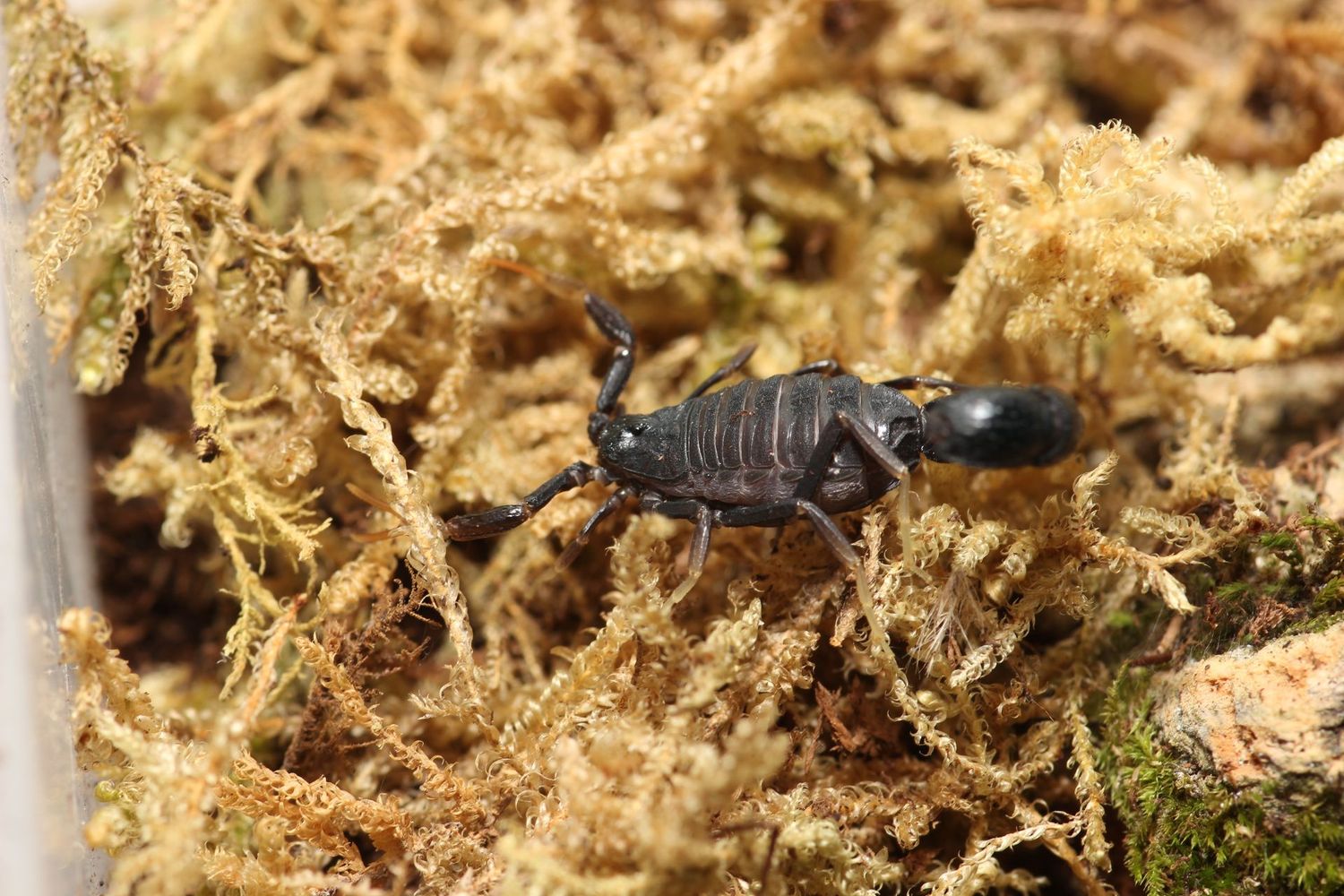 Orthochirus innesi 'Sub adult-adult' / Egyptian pillar tail