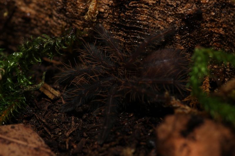Omothymus violaceopes 3/4" Signapore blue