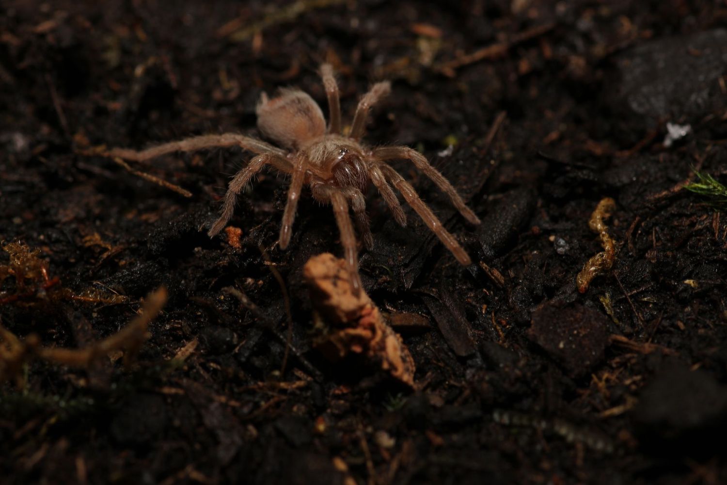 Pseudhapalopus sp 'Blue' 1/8" Columbian blue dwarf