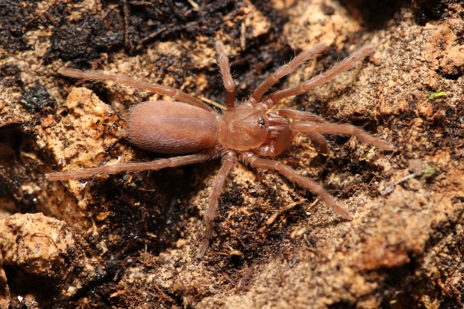 Orphnaecus philippinus 1/2" Philippine tangerine