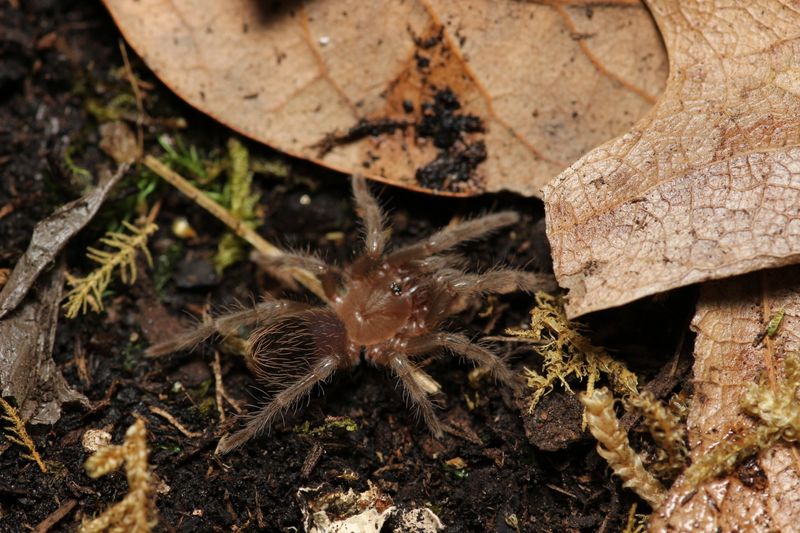 Tliltocatl kahlenbergi 1/2" Veracruz red rump