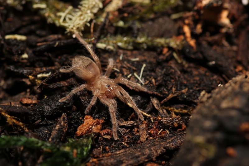 Tliltocatl schroederi 3/4" Mexican black velvet