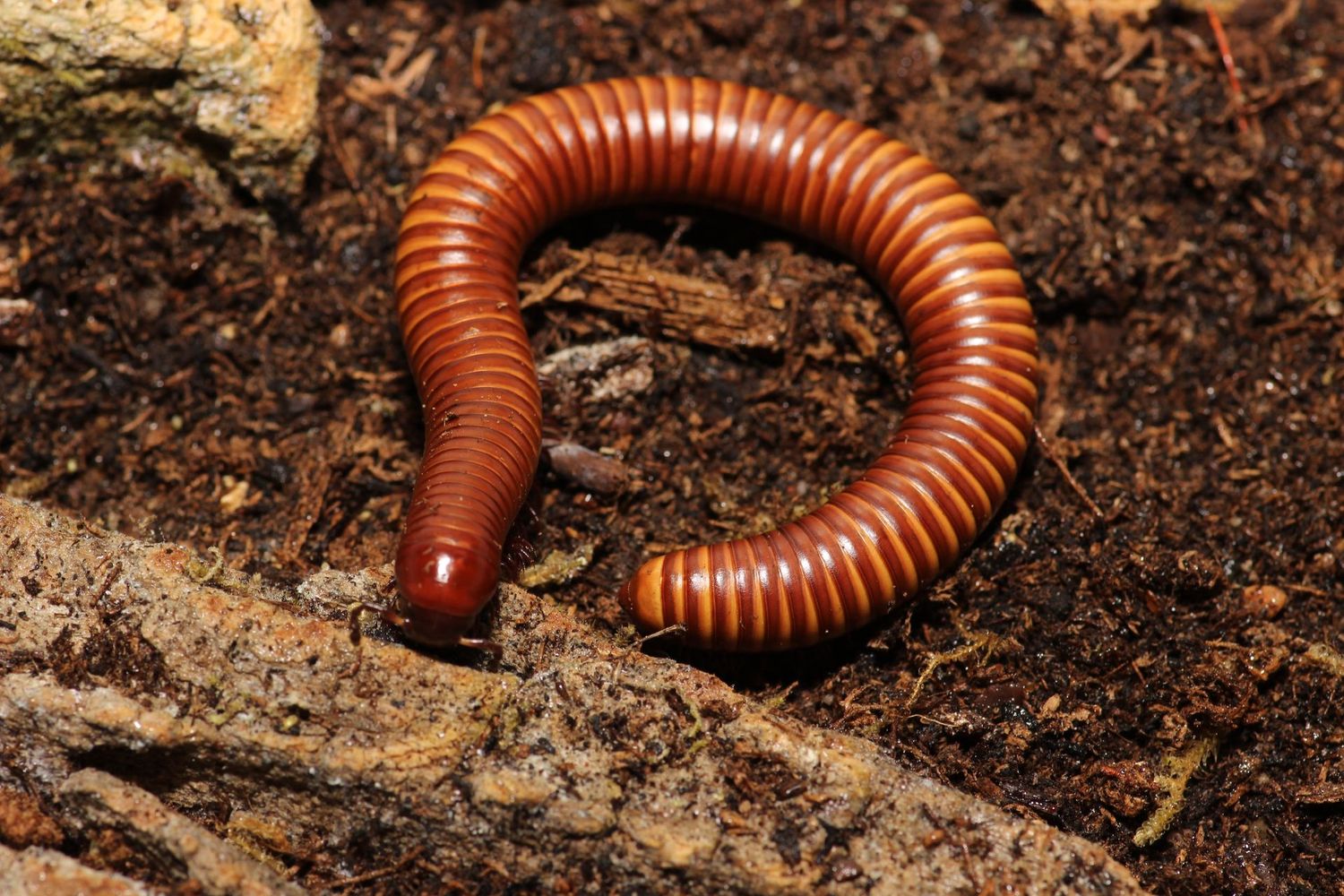 Orthoporus ornatus 'Gold' 5-6" Desert millipede