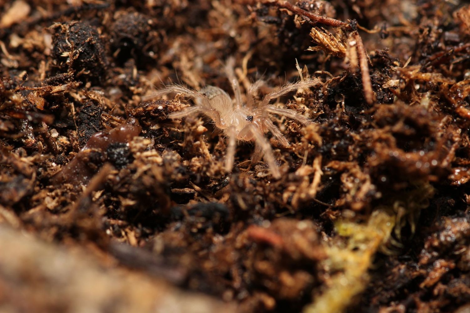 Lasiodora klugi 1/2" Bahia scarlet birdeater