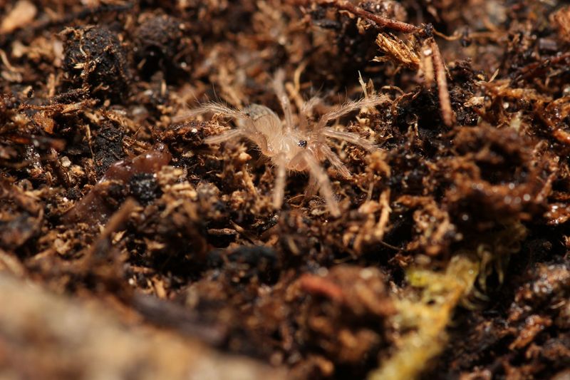 Lasiodora klugi 1/2" Bahia scarlet birdeater