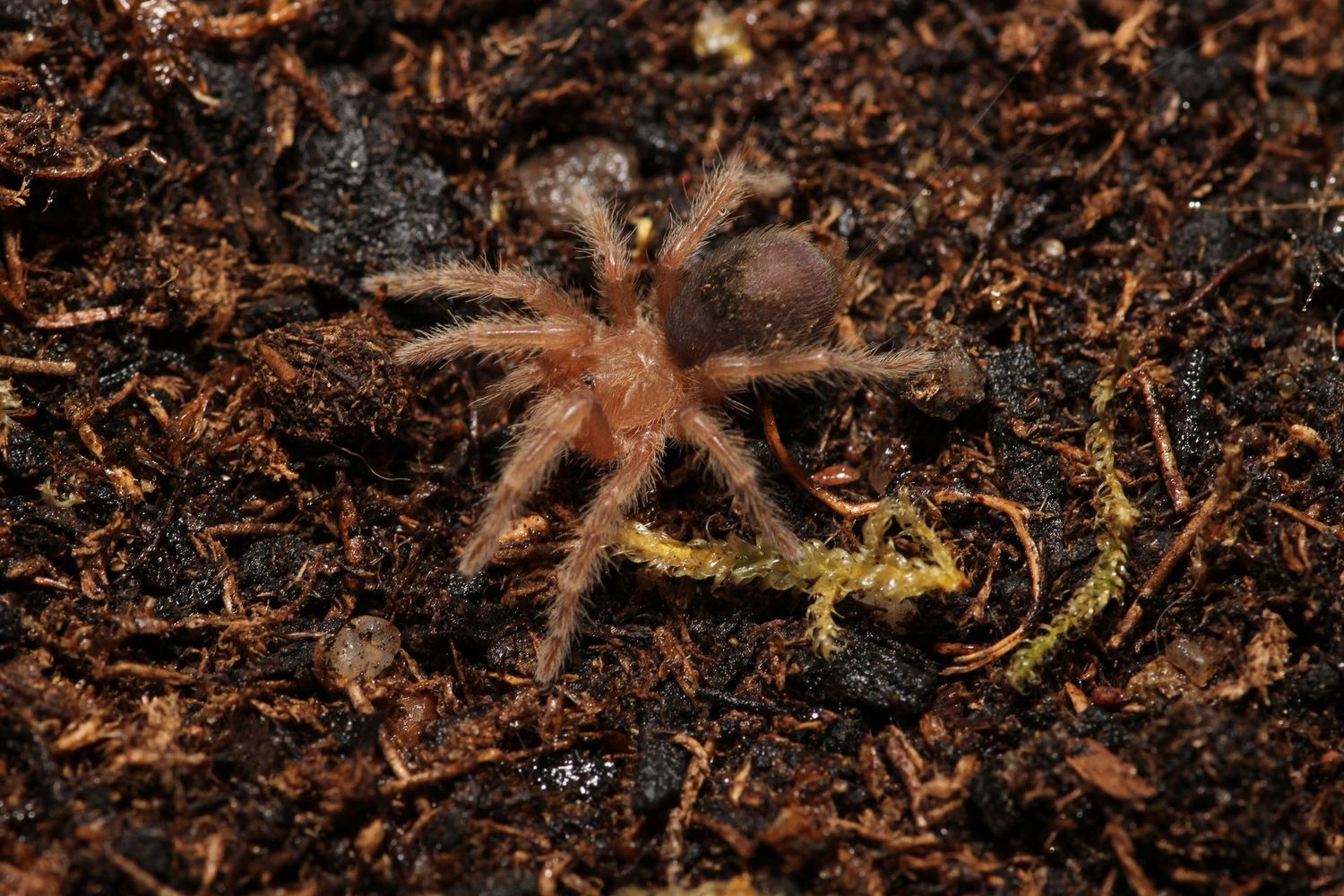 Grammostola anthracina 1/2" Tawny red