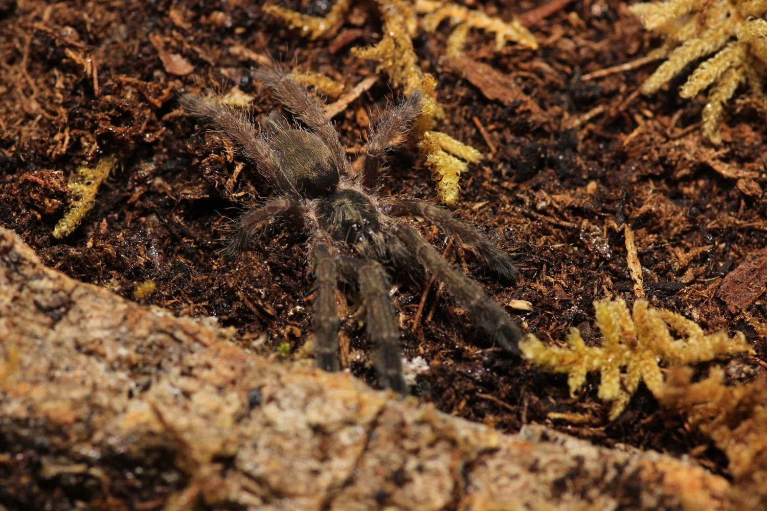Tapinauchenius sp 'Tena' 1.5" Tena violet tree spider