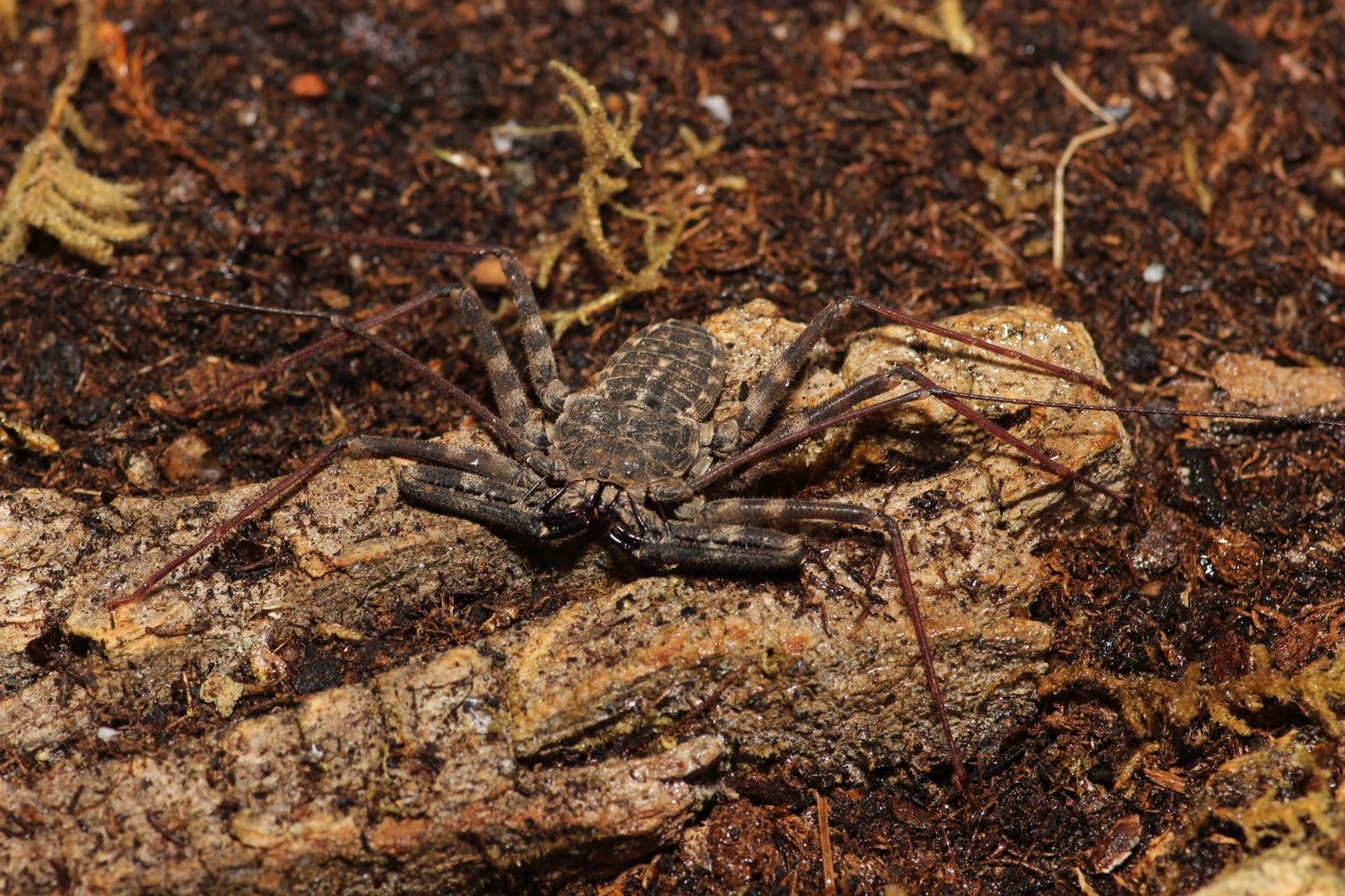 Damon diadema Juvenile / Tanzanian giant tailless whipscorpion