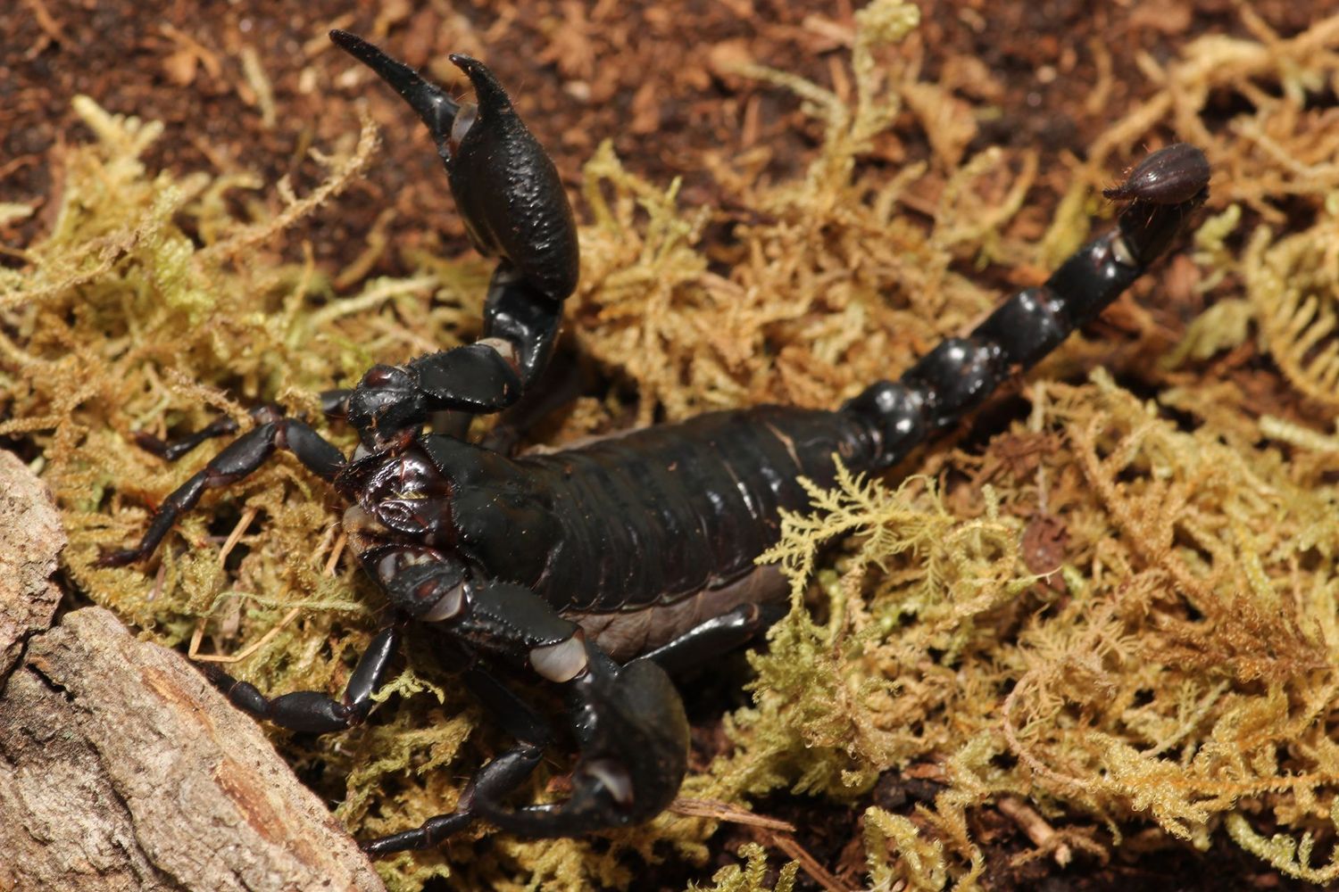 Heterometrus sp. Adult Female / Asian forest scorpion