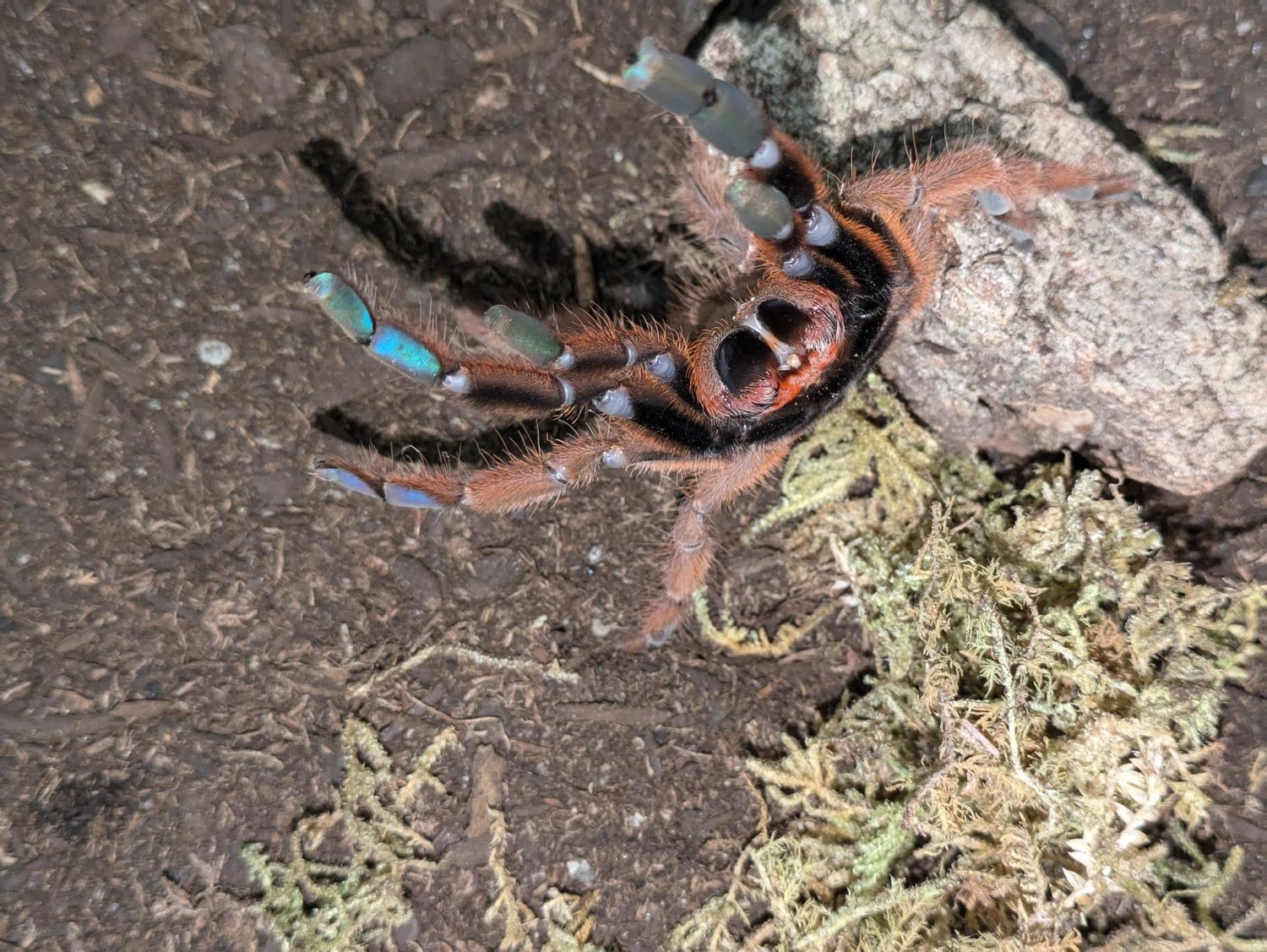 Phormingochilus sp. Rufus 4" Female / Peach earth tiger