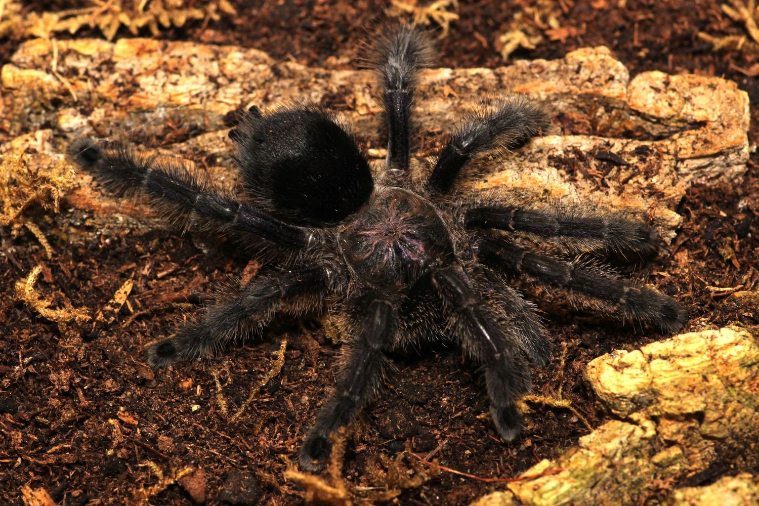 Avicularia purpurea 4" Female / Purple pink toe