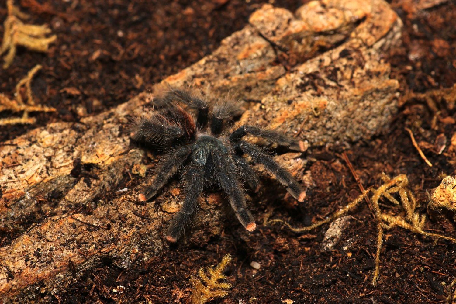 Avicularia avicularia M6 2" Metallic pinktoe
