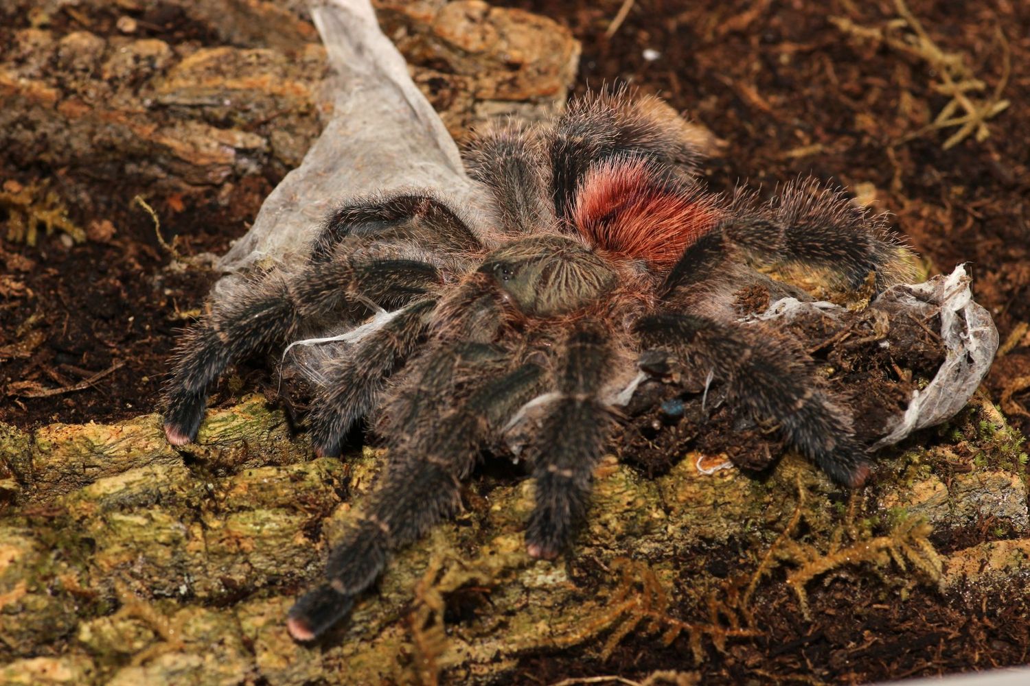 Avicularia variegata 5" Female / Brick red pinktoe