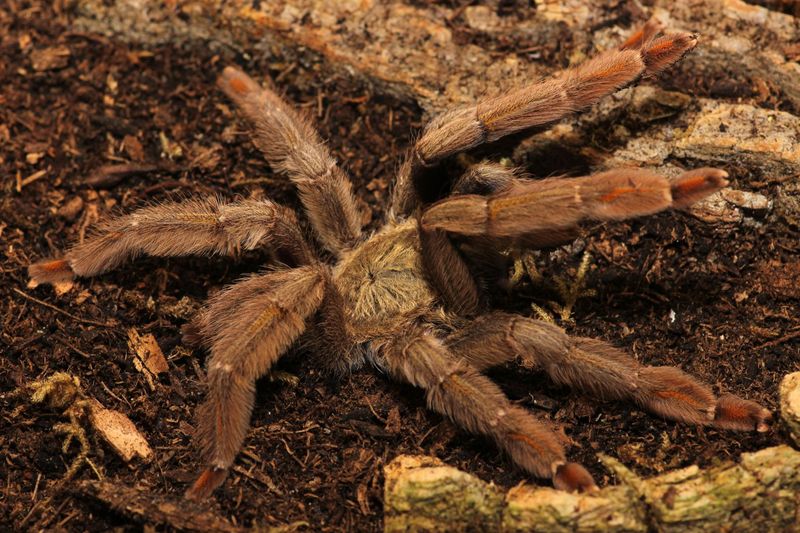 Psalmopoeus cambridgei 5" Female / Trinidad chevron