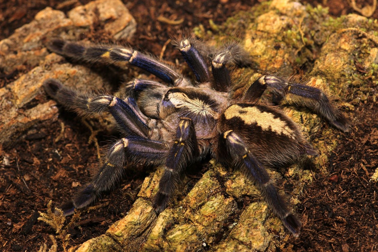 Poecilotheria metallica 5" Female / Gooty sapphire ornamental