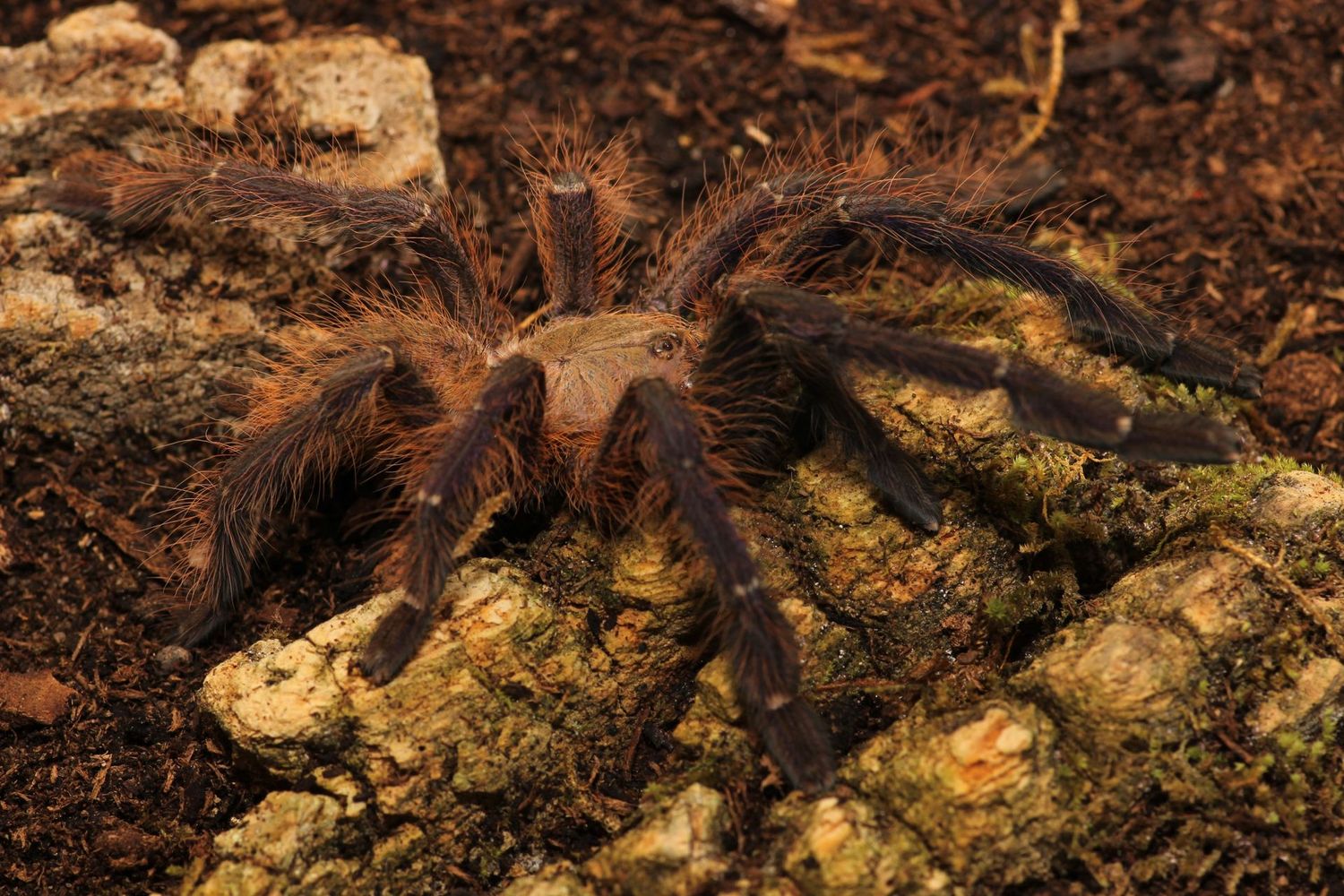Omothymus violaceopes 4" Female / Singapore blue