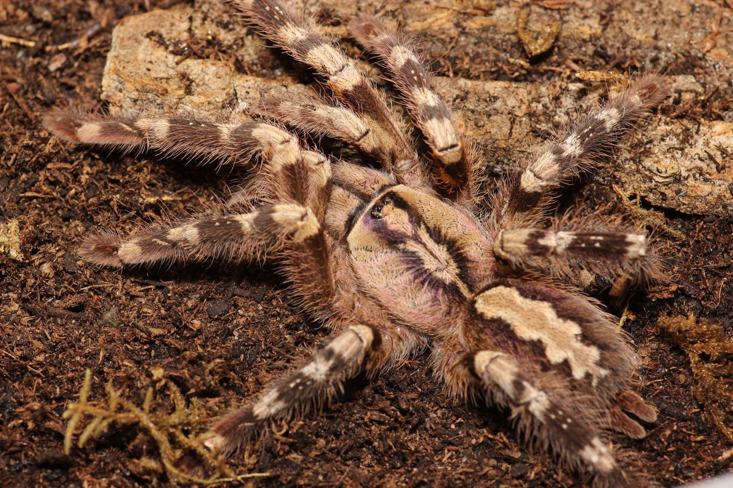 Poecilotheria hanumavilasumica 5"+ Female/  Rameshwaram Ornamental