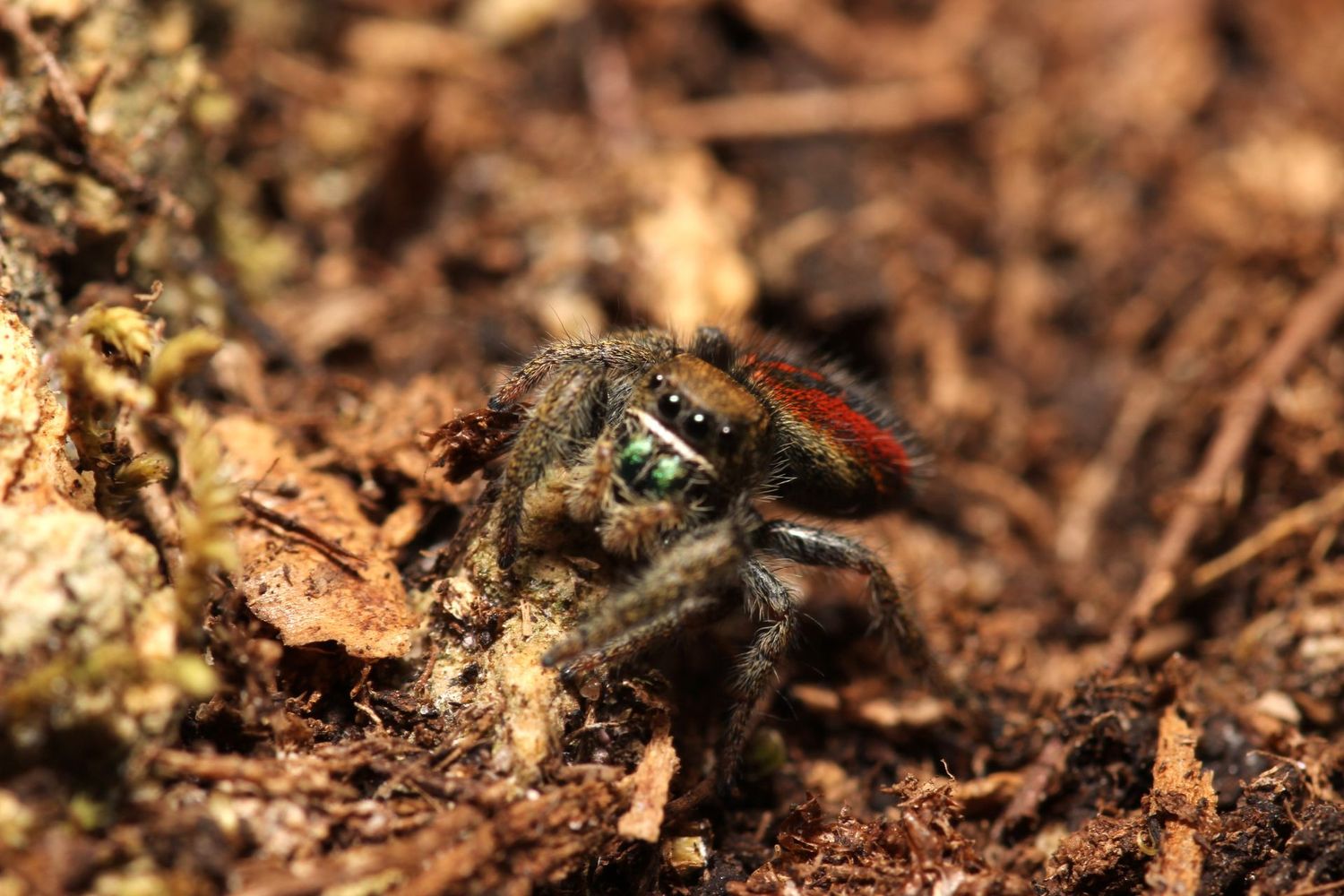 Phidippus johnsoni 'Captive bred' UNSEXED 6-7i Red backed jumper (Freebie Over $100)