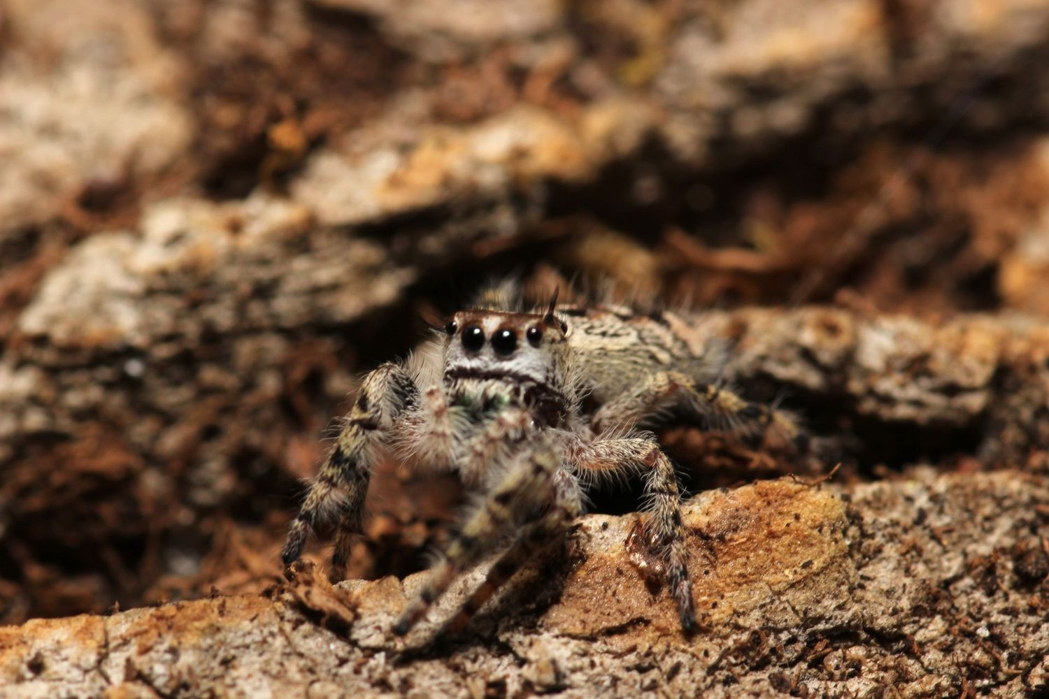 Phidippus otiosus 6-7i CB Unsexed / Canopy jumping spider (Freebie Over $100)