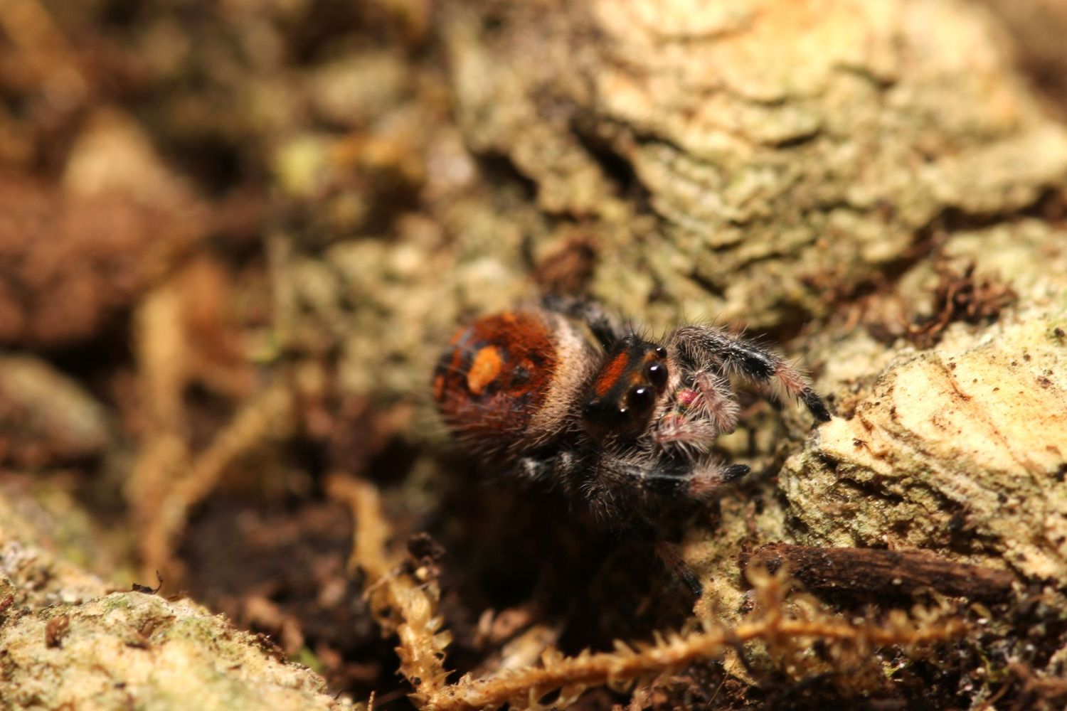 Phidippus regius 'Captive bred' 6-7i / Regal jumping spider FEMALE "orange phase mom" (Freebie Over $100)