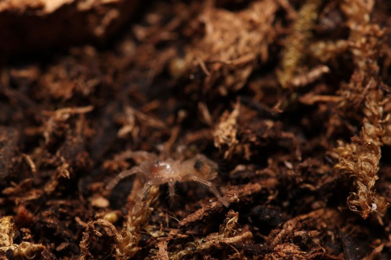 Aphonopelma bicoloratum 1/4" Mexican blood leg