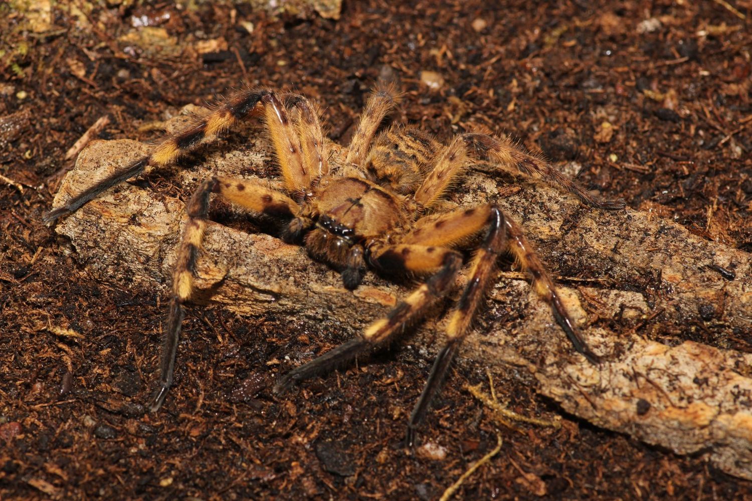 Barylestis occindentalis Sub/Adult Unsexed Tiger huntsman