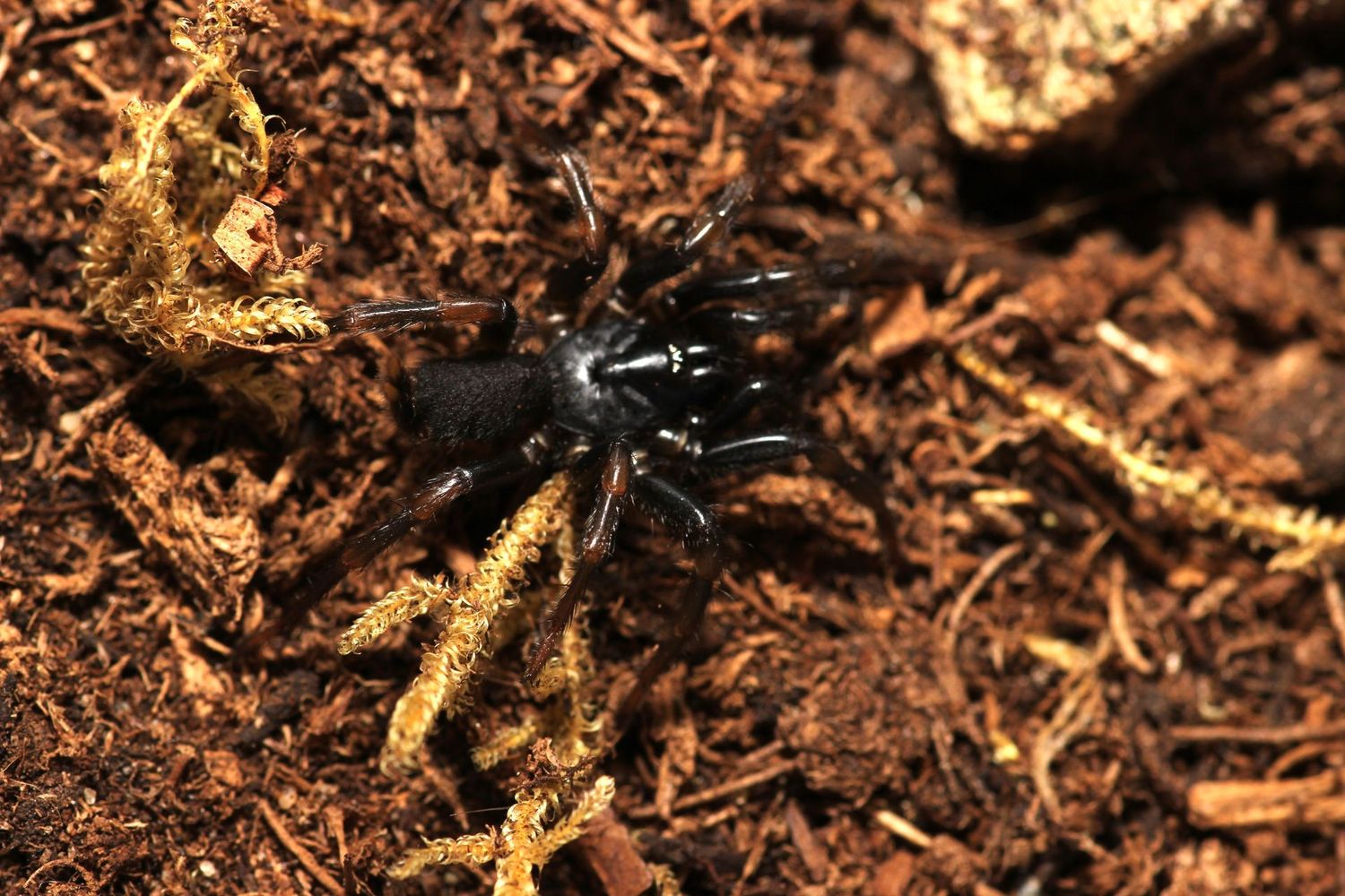 Macrothele palpator Sub/Adult Chinese funnel web