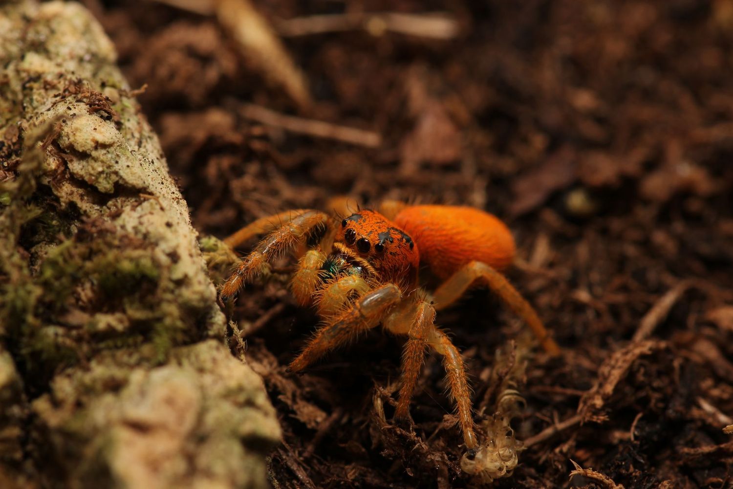 Phidippus nikites Sub/Adult Unsexed Victory jumping spider