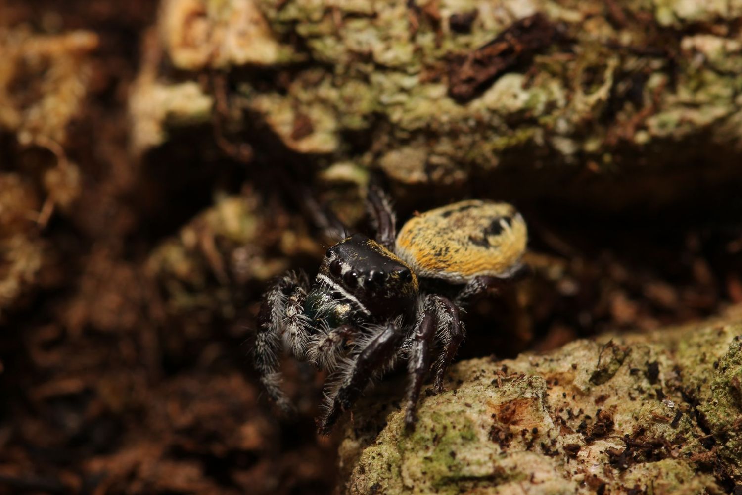 Phidippus morpheus Sub/Adult Unsexed Dream jumping spider