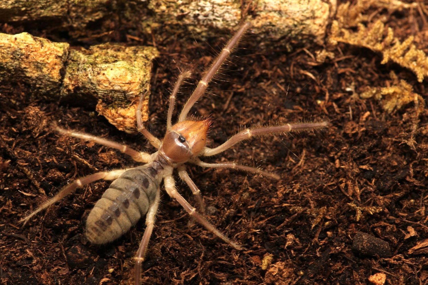 Solifugae sp Xinjiang Sub/Adult Unsexed Xinjiang sun spider