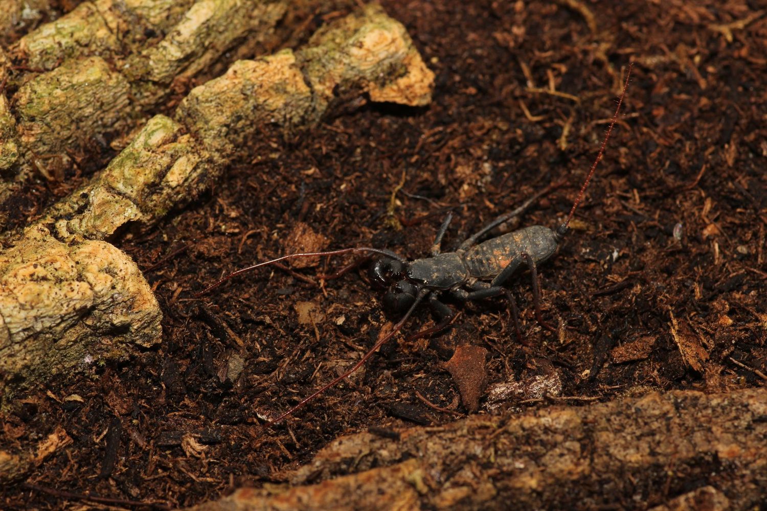 Typopeltis guangxiensis Sub/Adult Unsexed Guangxi vinegaroon