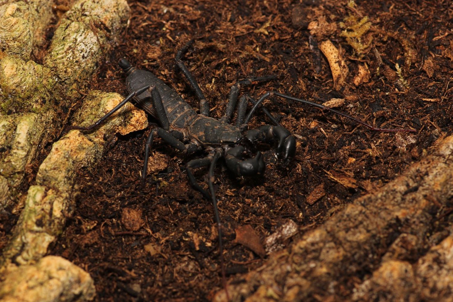 Typopeltis sinensis Sub/Adult Unsexed Chinese vinegaroon