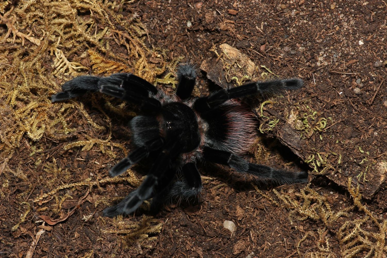 Tliltocatl vagans 3" Male Mexican red rump