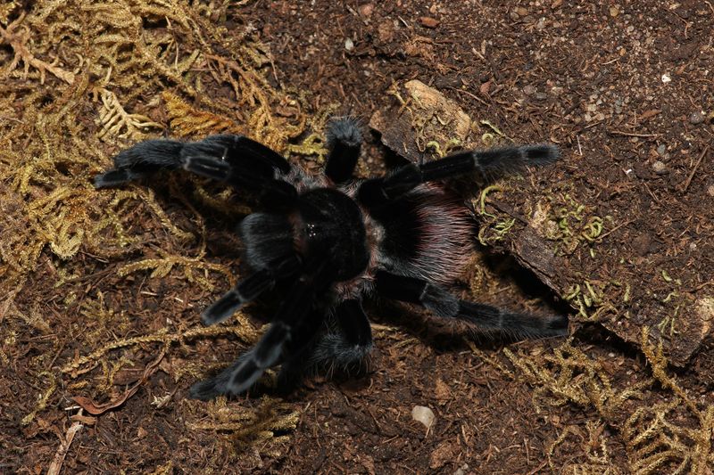 Tliltocatl vagans 3" Male Mexican red rump