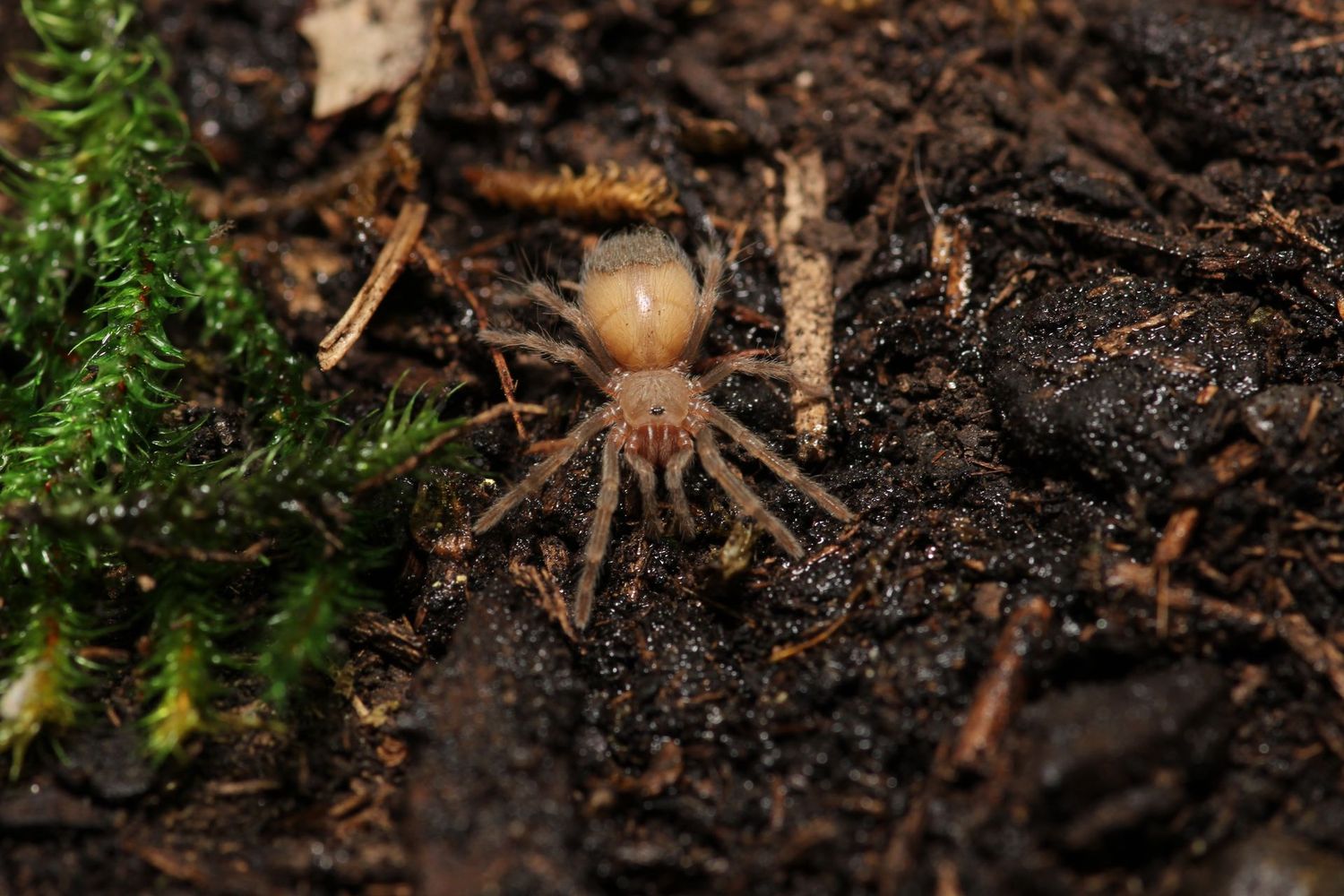 Brachypelma auratum 3/4" Mexican flame knee