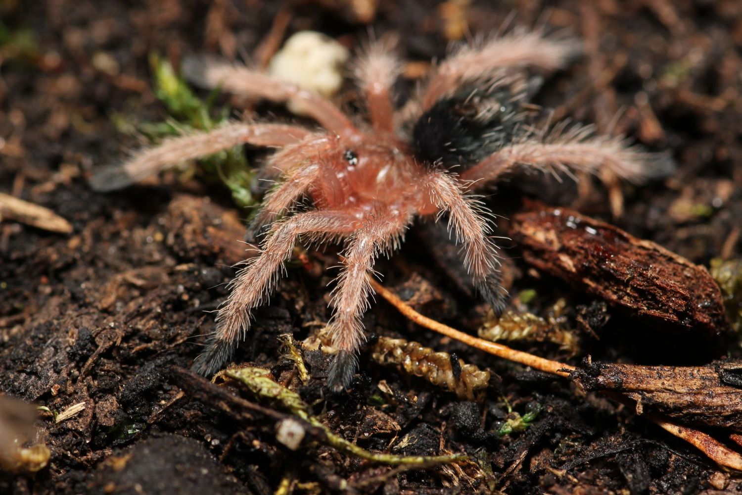 Thrixopelma ockerti 1/2" Peruvian red rump