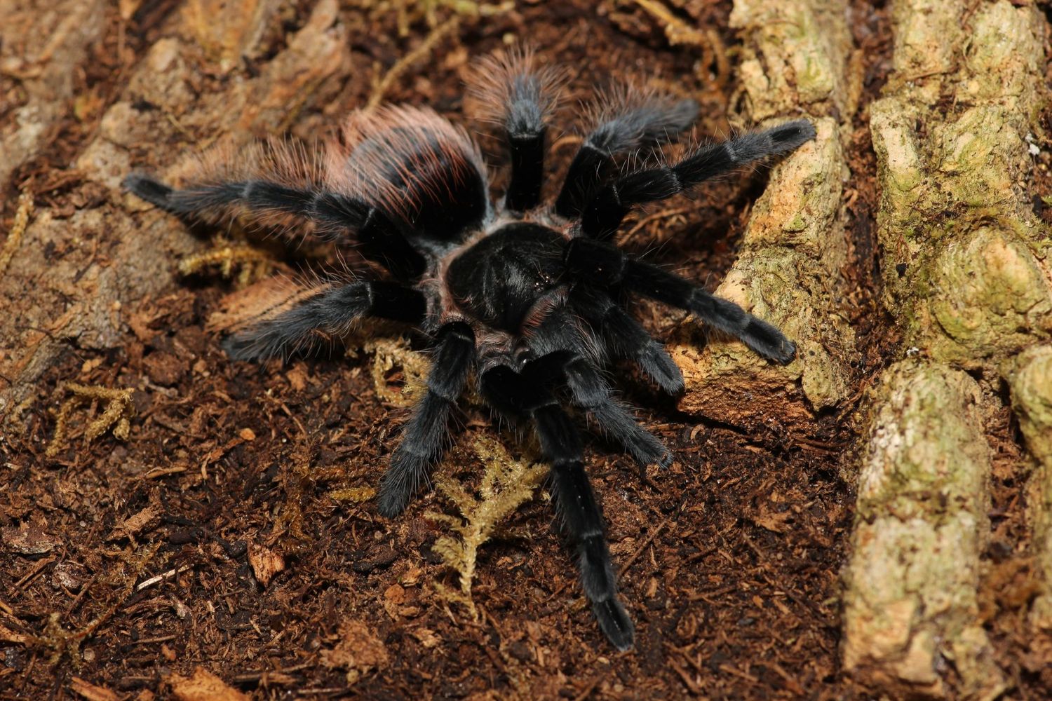 Sericopelma augustum ~4" Female Guatemalan red rump