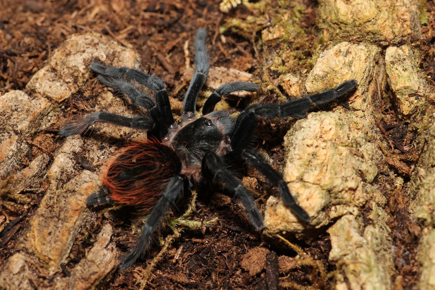 Tliltocatl vagans 3" Female Mexican red rump