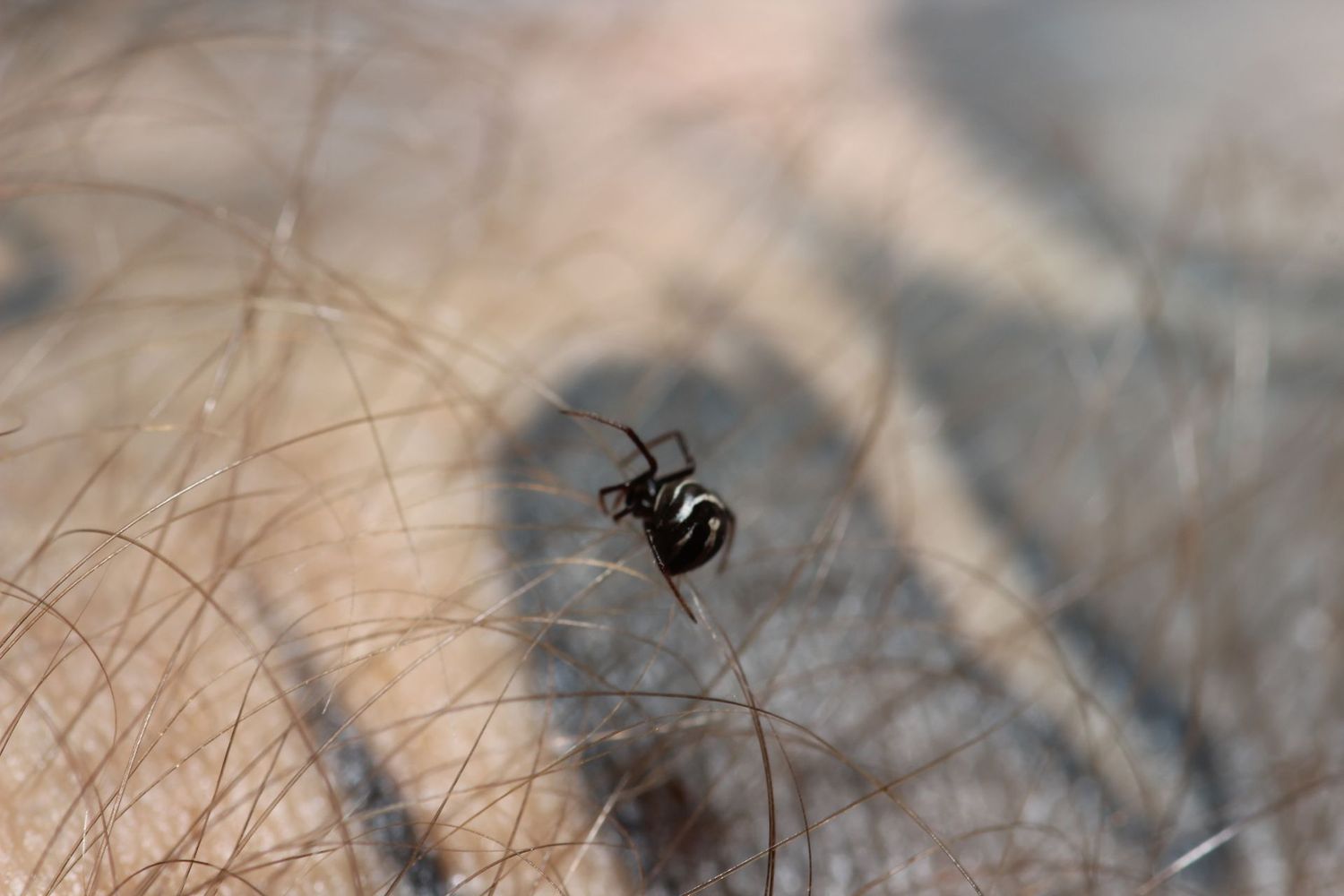 Latrodectus sp Cuba 1/4" New undescribed species