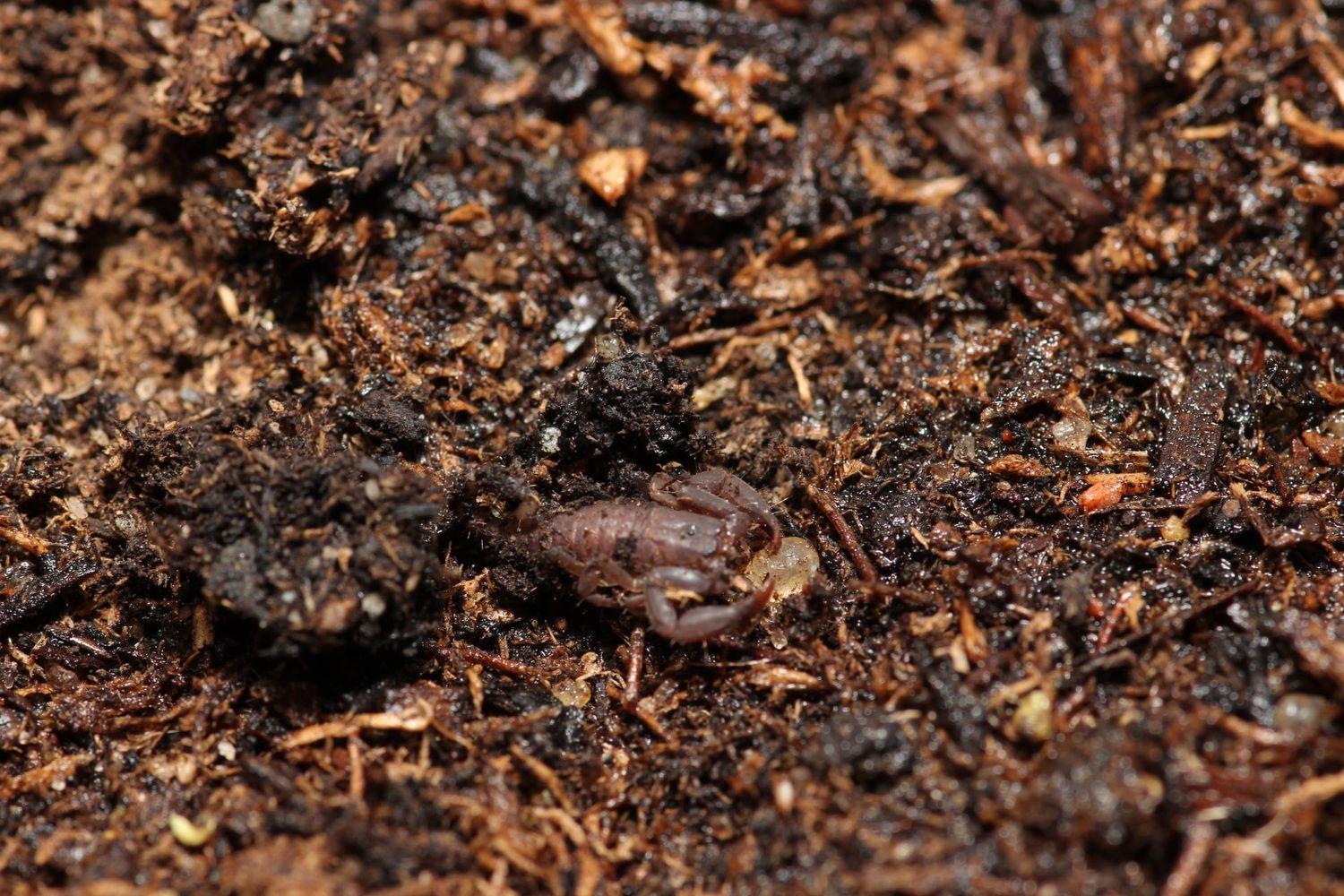 Scorpiops phatoensis 1/4" Thailand flat rock scorpion