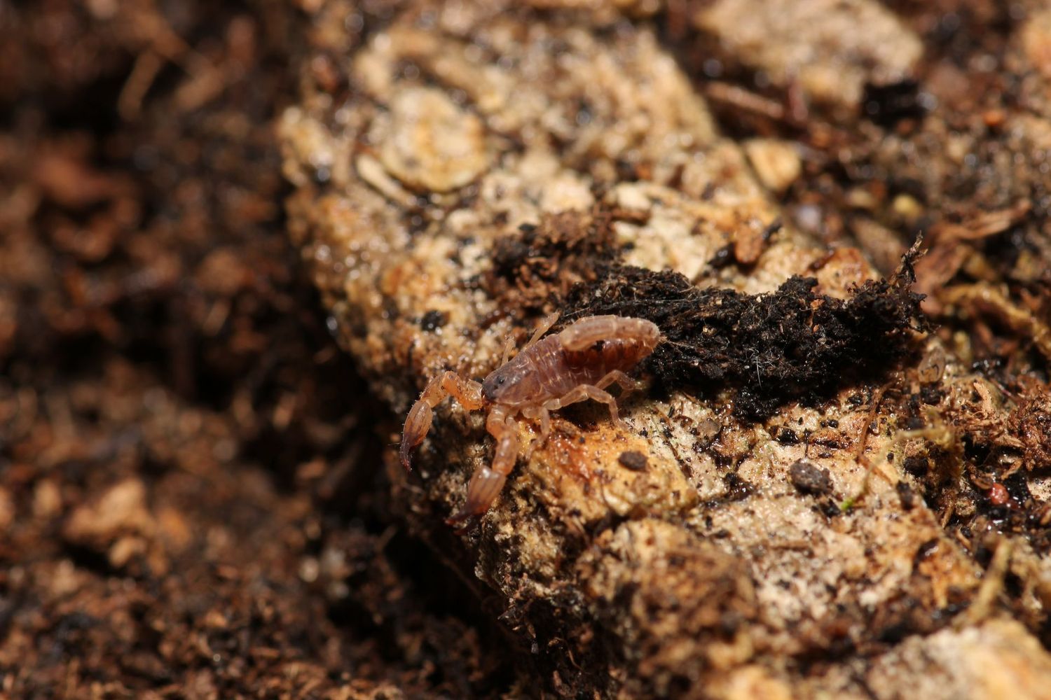 Chaerilus cimrmani 1/4" Thailand black scorpion