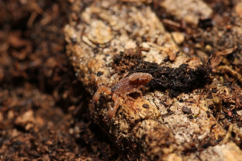 Chaerilus cimrmani 1/4" Thailand black scorpion