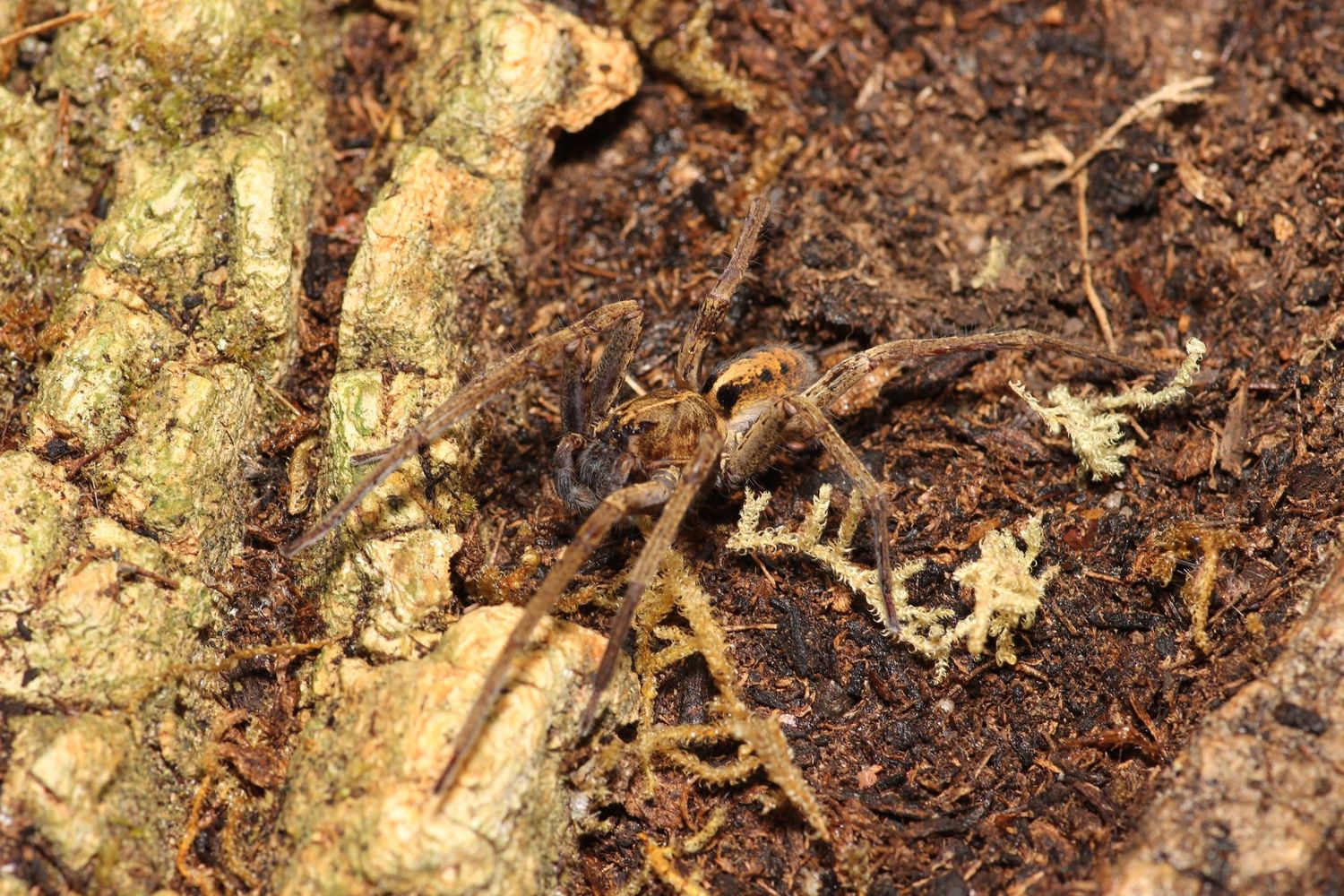 Ctenid sp Mamfe Road Sub-Adult / Gold banded wandering spider